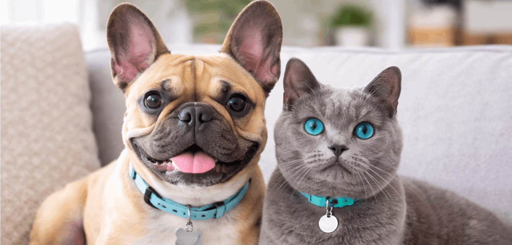 LockPet — Placas para mascotas con NFC y GPS